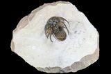 Nice, Kolihapeltis Trilobite - Rare Species #86315-3